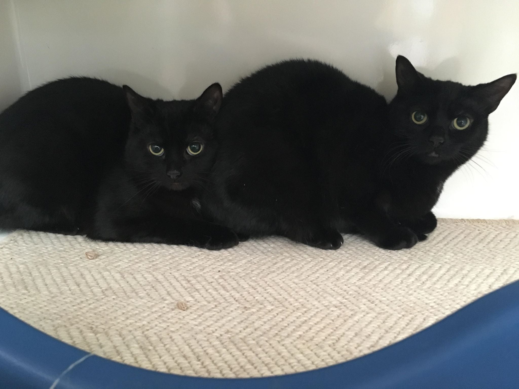 Lothian Cat Rescue Helping cats and kittens that have been abandoned