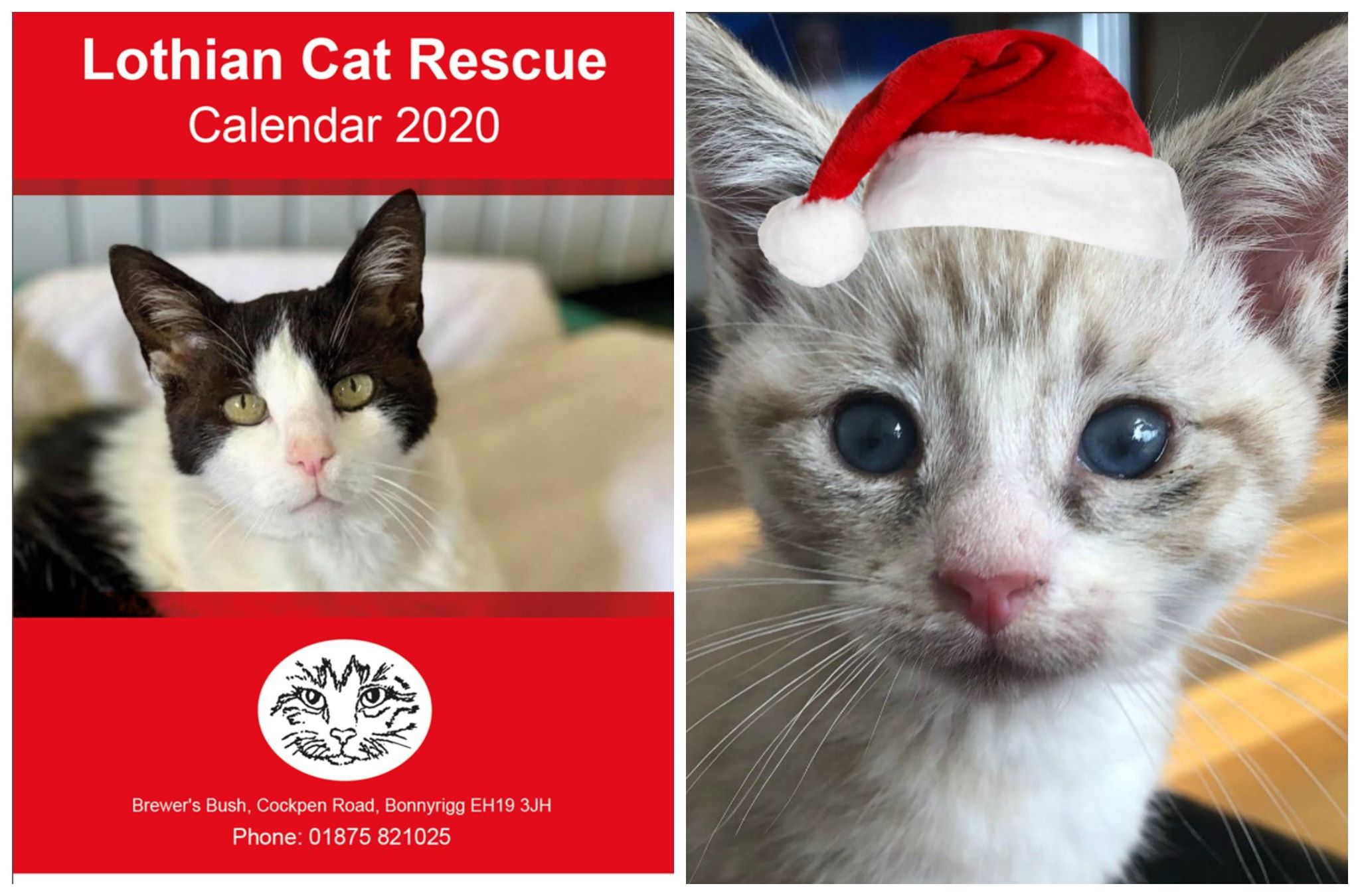 Lothian Cat Rescue Helping cats and kittens that have been abandoned