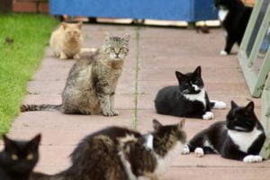 This picture shows some of the groundscats at our shelter
