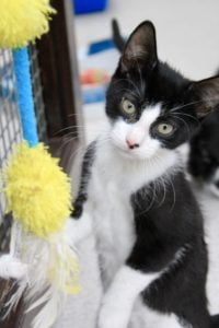 This is a picture of a kitten. A kitten can be a 20 year commitment