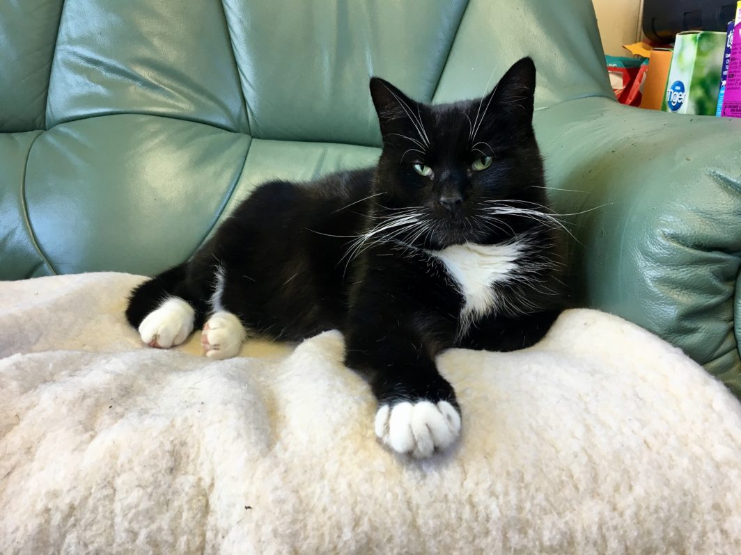 Wylie Lothian Cat Rescue