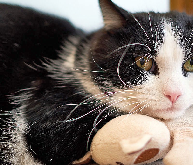 Cats Needing Homes Lothian Cat Rescue