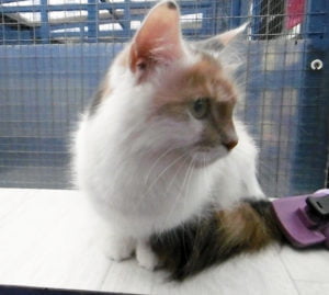 Isla the cat
