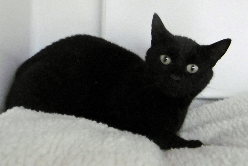 Ziggy Lothian Cat Rescue