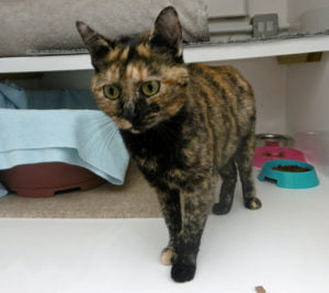 Bluebell the cat