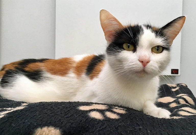 Snowflake Lothian Cat Rescue