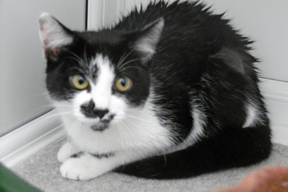 Daisy Lothian Cat Rescue