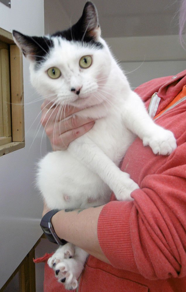 Lily Lothian Cat Rescue 3661