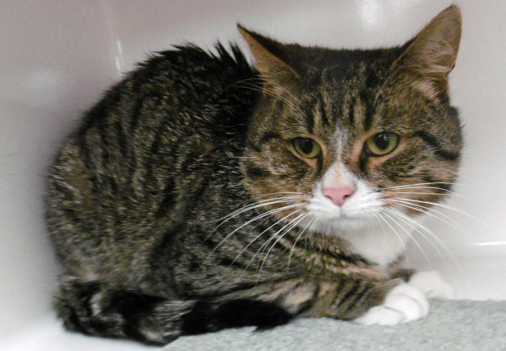 Scott Lothian Cat Rescue