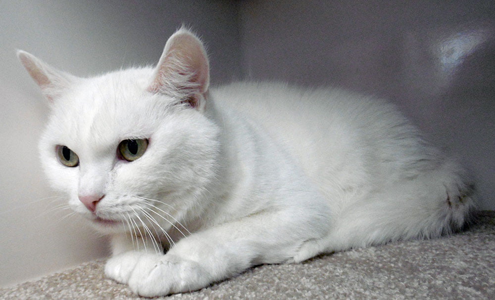 Snowball | Lothian Cat Rescue