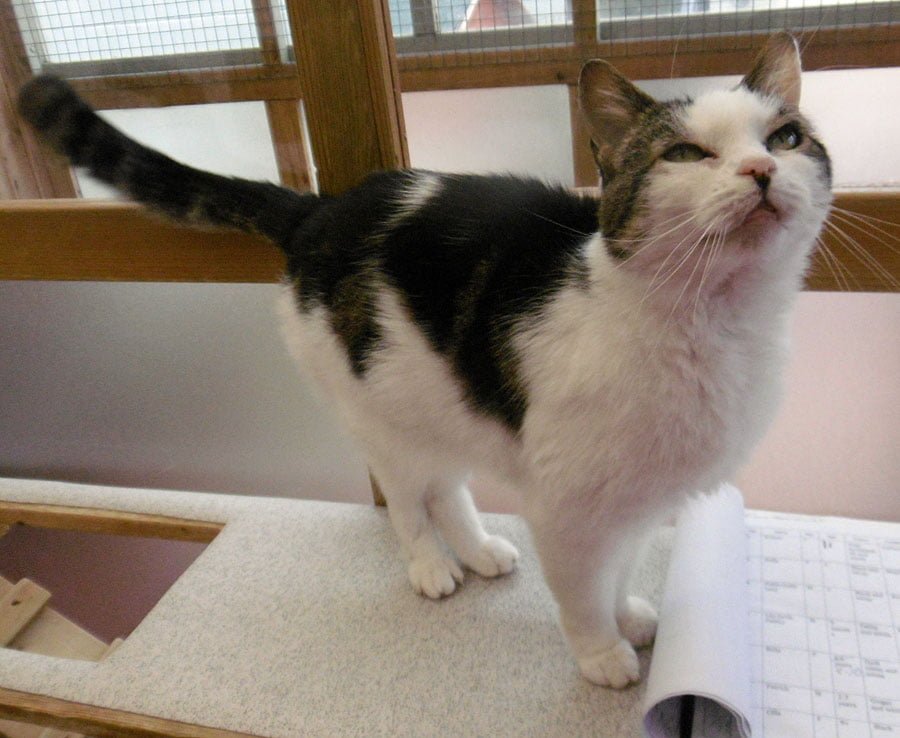 Bella the cat
