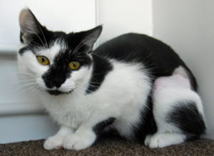 Holly the cat