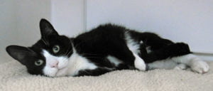 Sylvester the cat