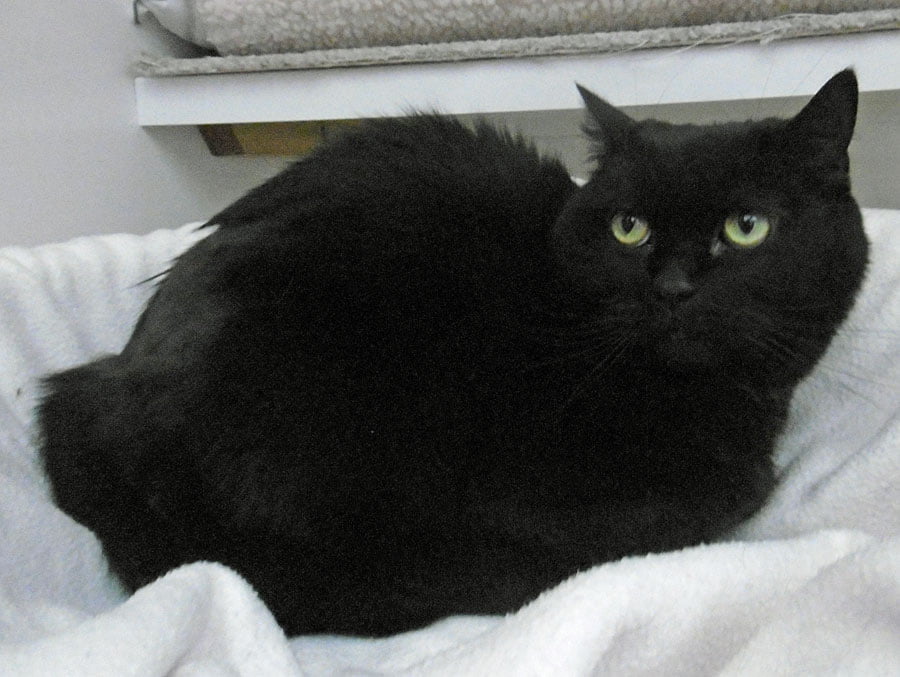 Cleveland the cat