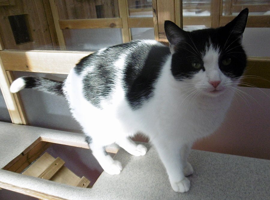 Mr Eli the cat