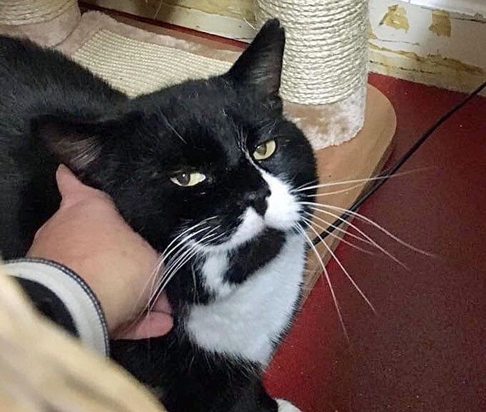 Smithy the cat