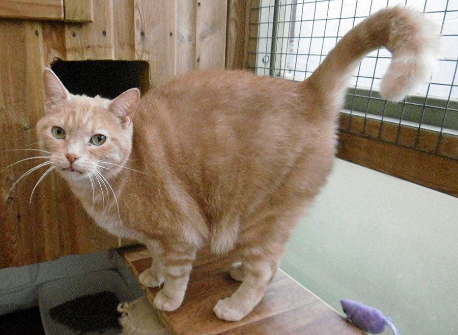 Stevie the cat