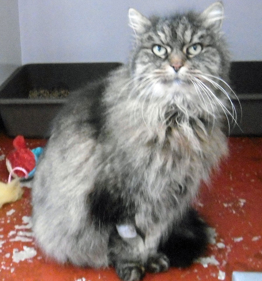 Lorenzo the cat