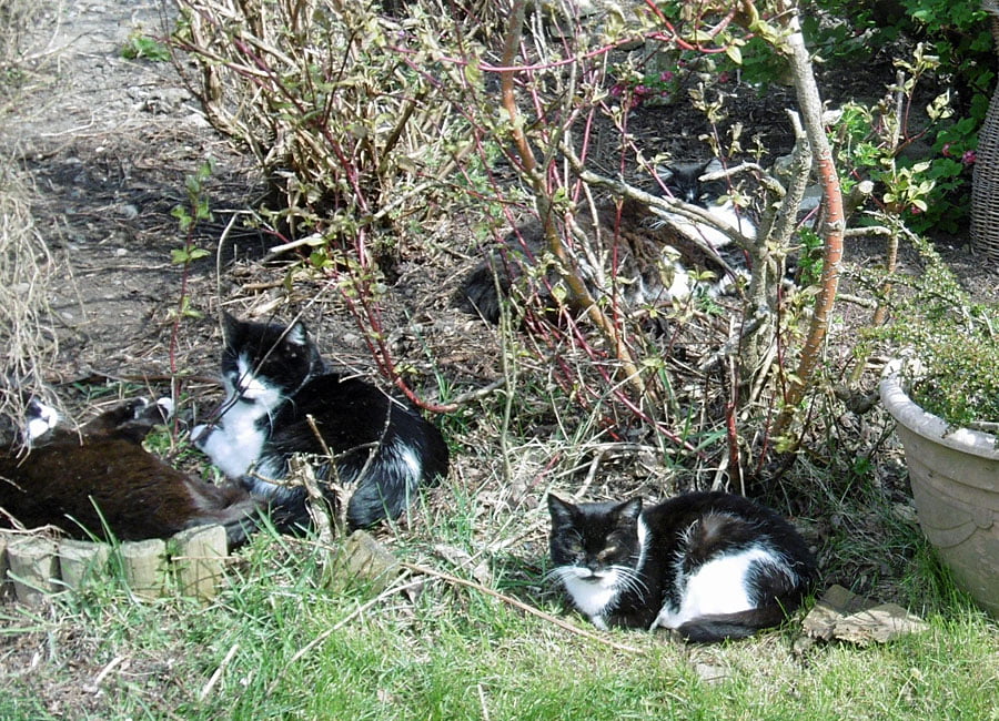 grounds cats