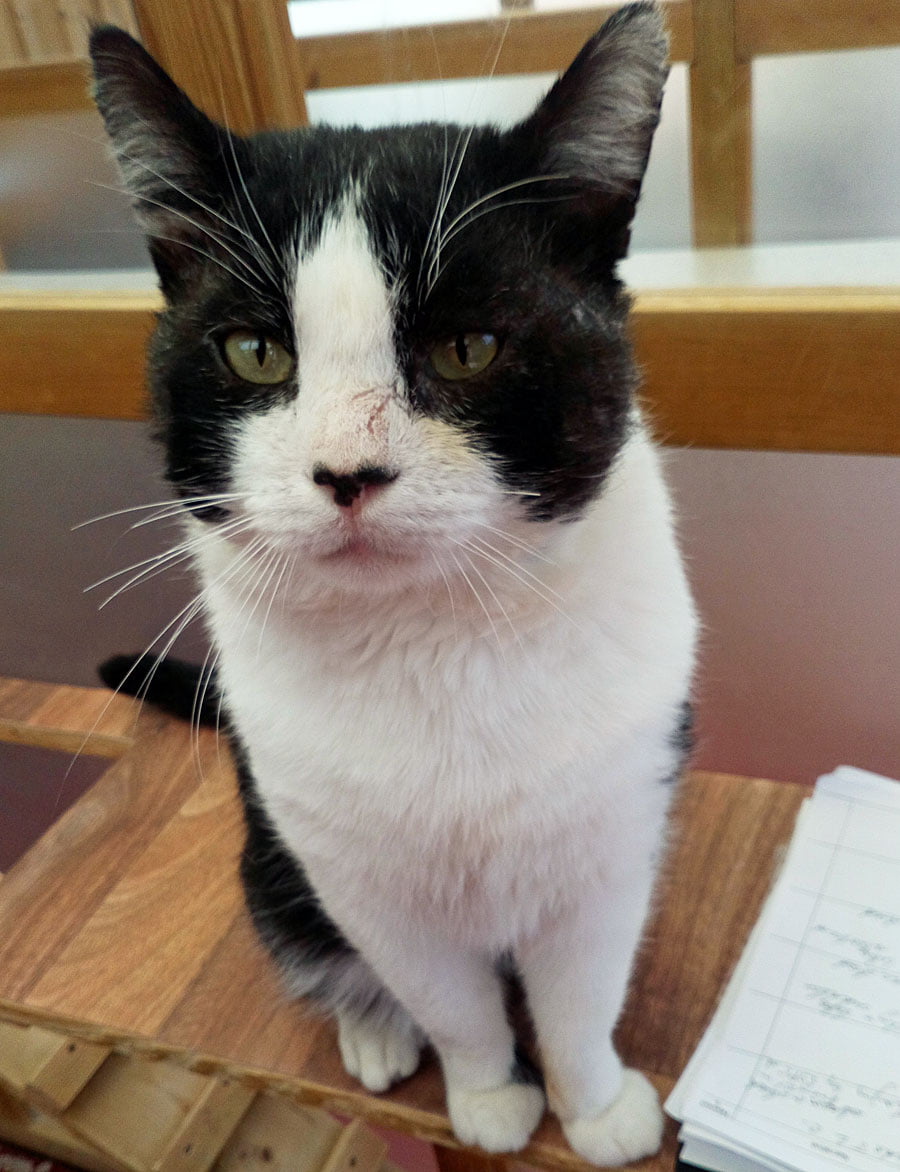 Ray the cat