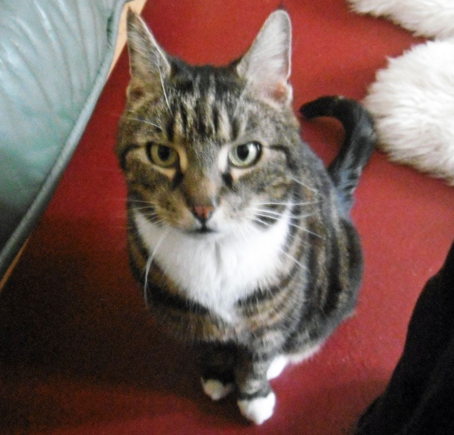 Ziggy the cat