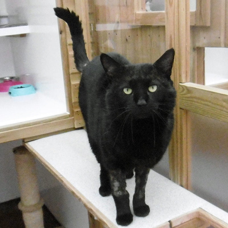 Cats Needing Homes | Lothian Cat Rescue