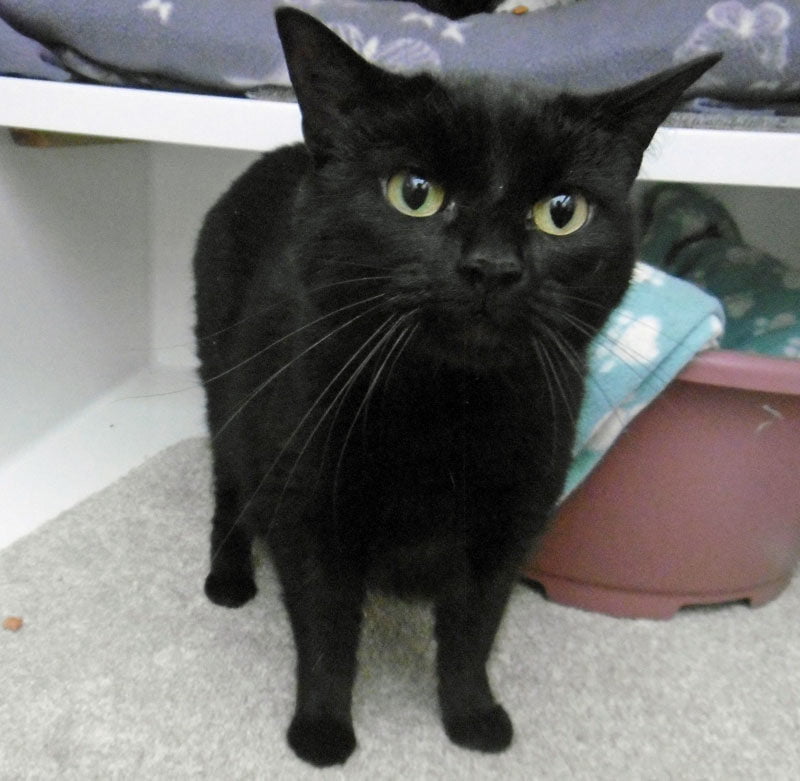 Cats Needing Homes Lothian Cat Rescue