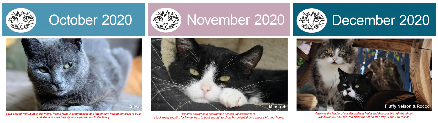 2019 Calendar Lothian Cat Rescue