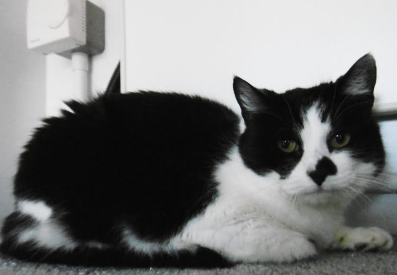 Molly the cat