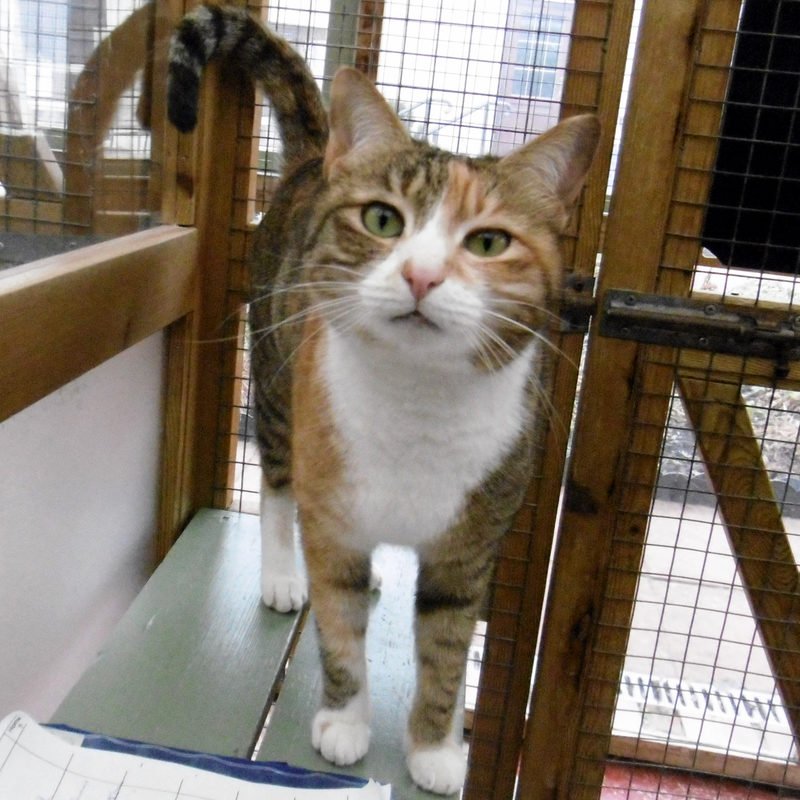 Tigirl the cat