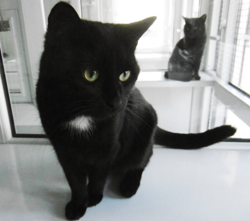 Murray the cat