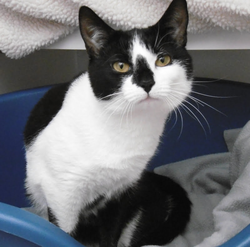 Rosie the cat