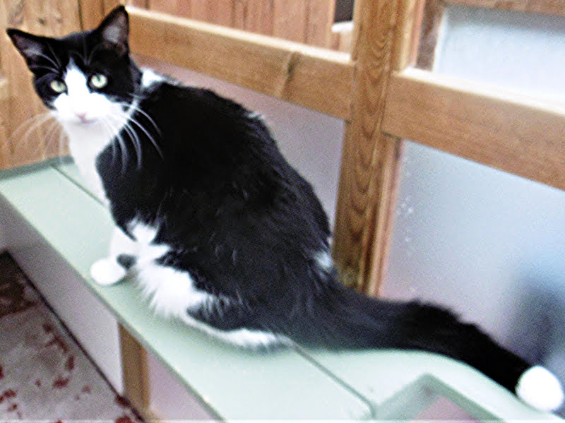 Jester the cat