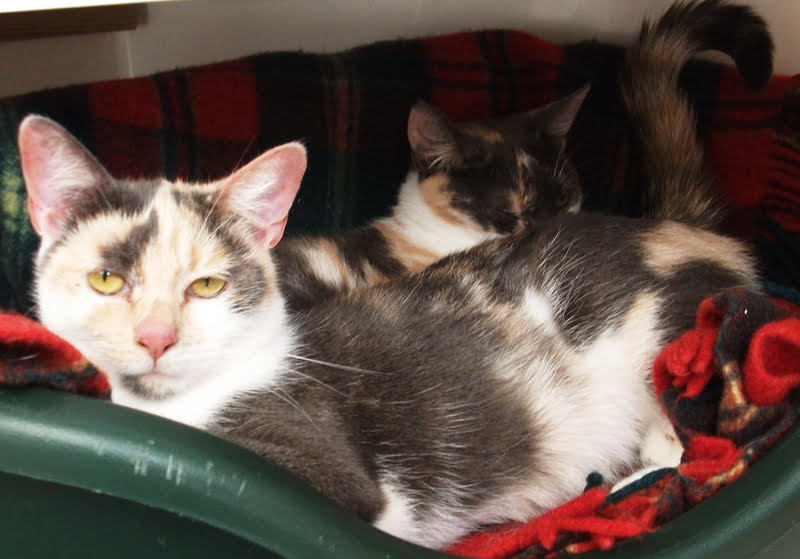 Cats Needing Homes Lothian Cat Rescue