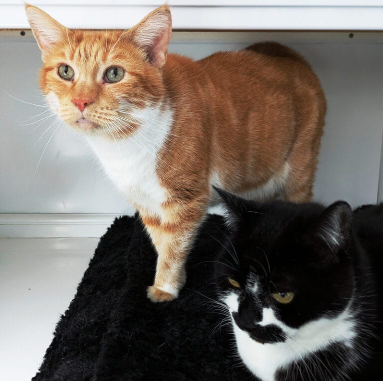 Spud (with Lucky) Lothian Cat Rescue