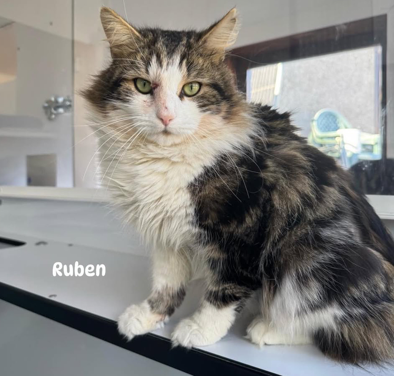 Ruben the cat