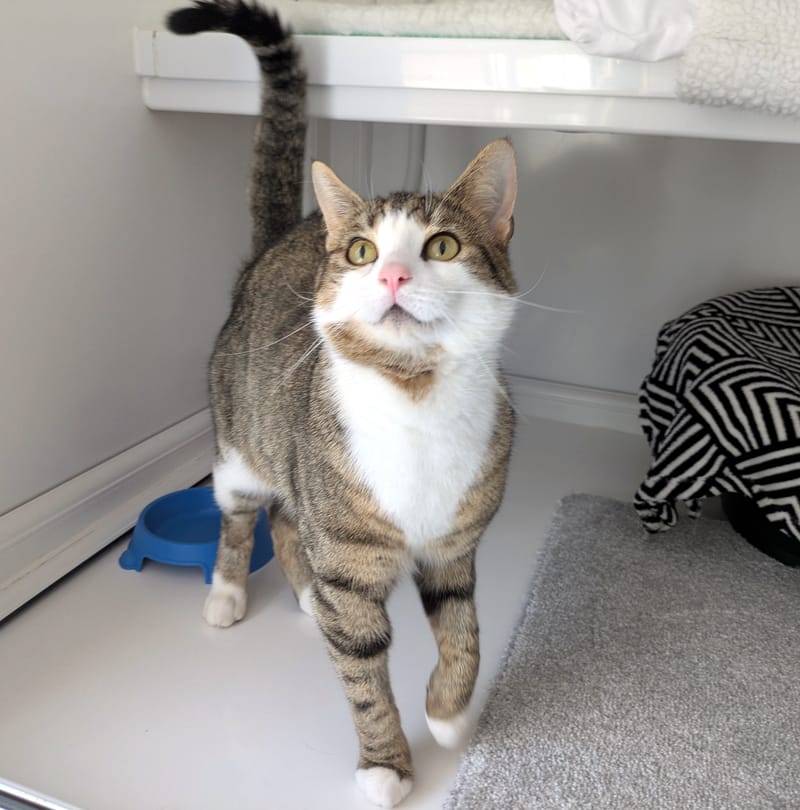Buttons the cat