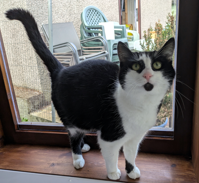 Misty the cat
