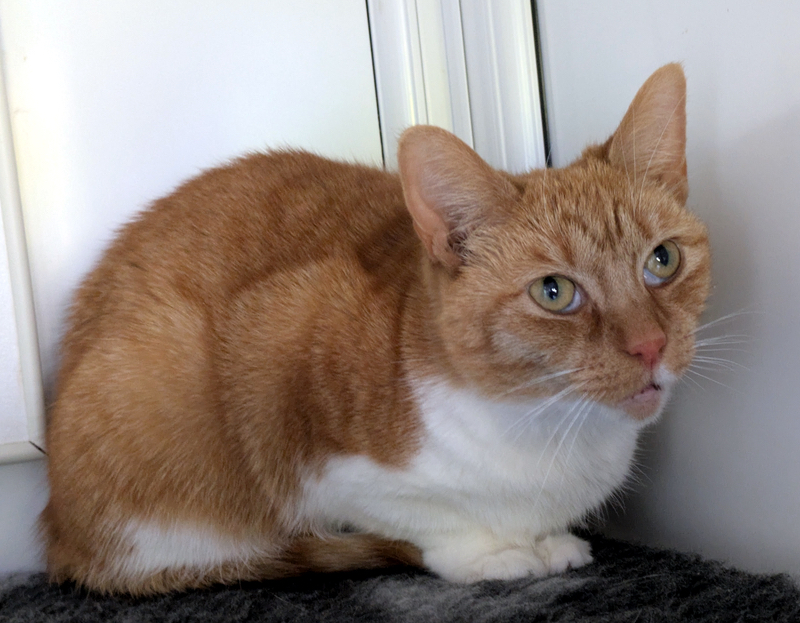 Munchkin the cat