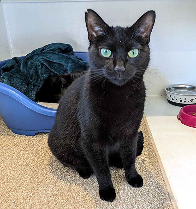 Ash the cat