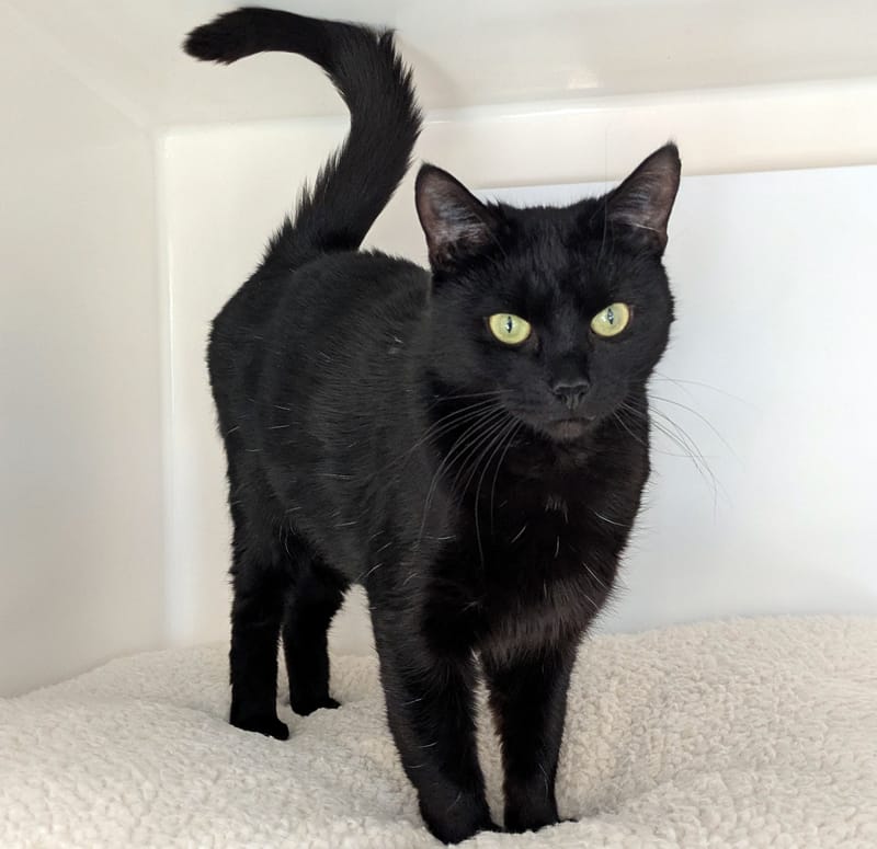 Lady the cat