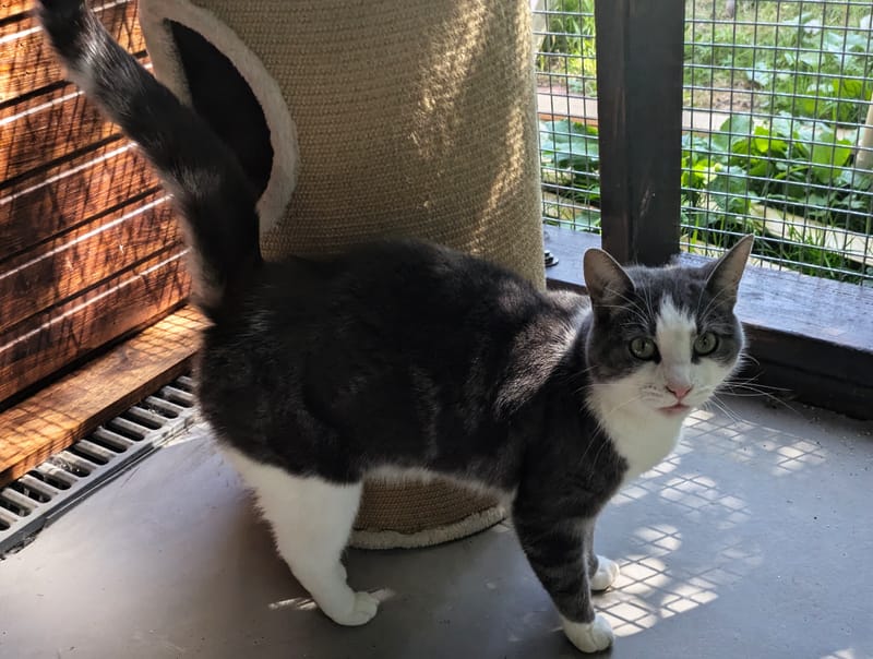 Molly the cat