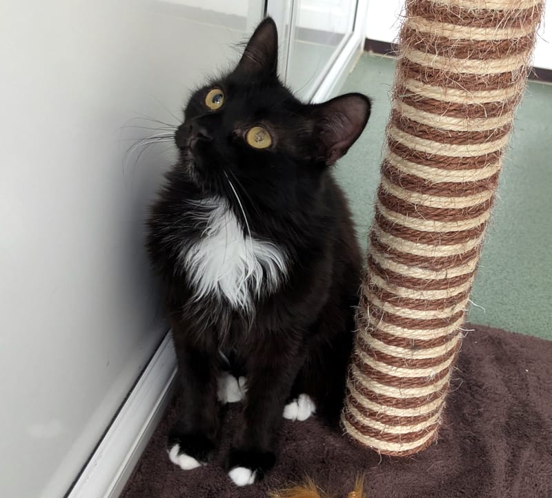 Coco the cat