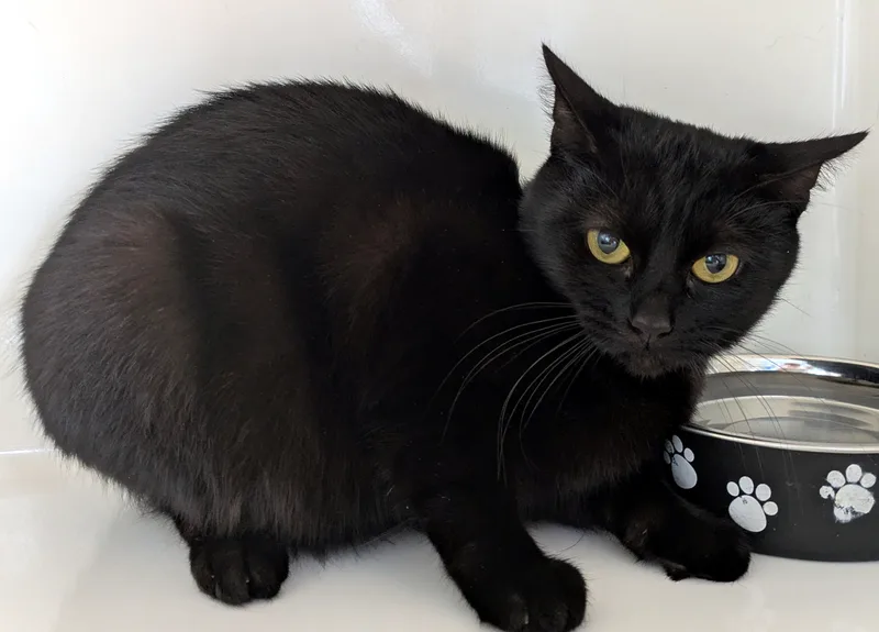 Cookie the cat