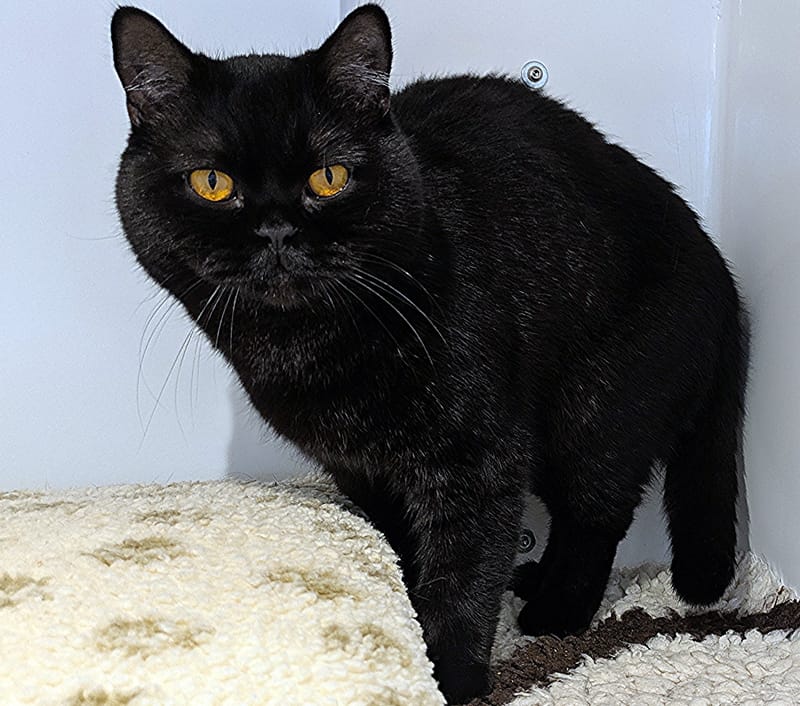 Lucifer the cat