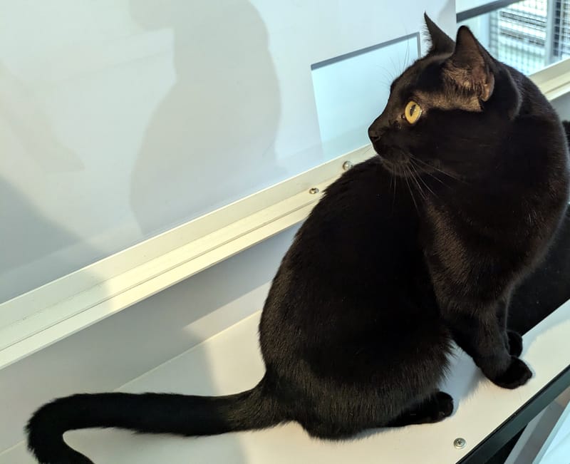 Miller the cat