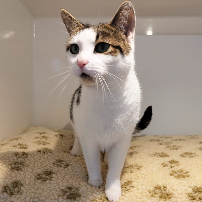 Trunch the cat