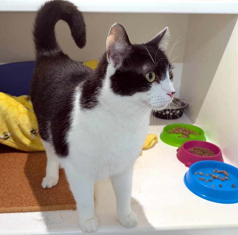 Beau the cat