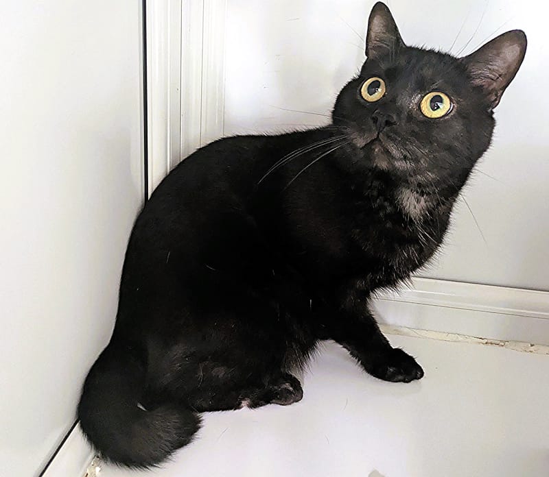 Bubbles the cat