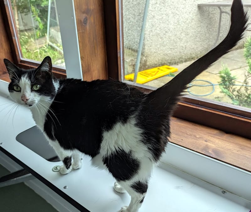 Charlie the cat